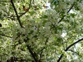 KWgarden1