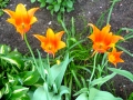 KWgarden3