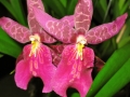 KWspring3